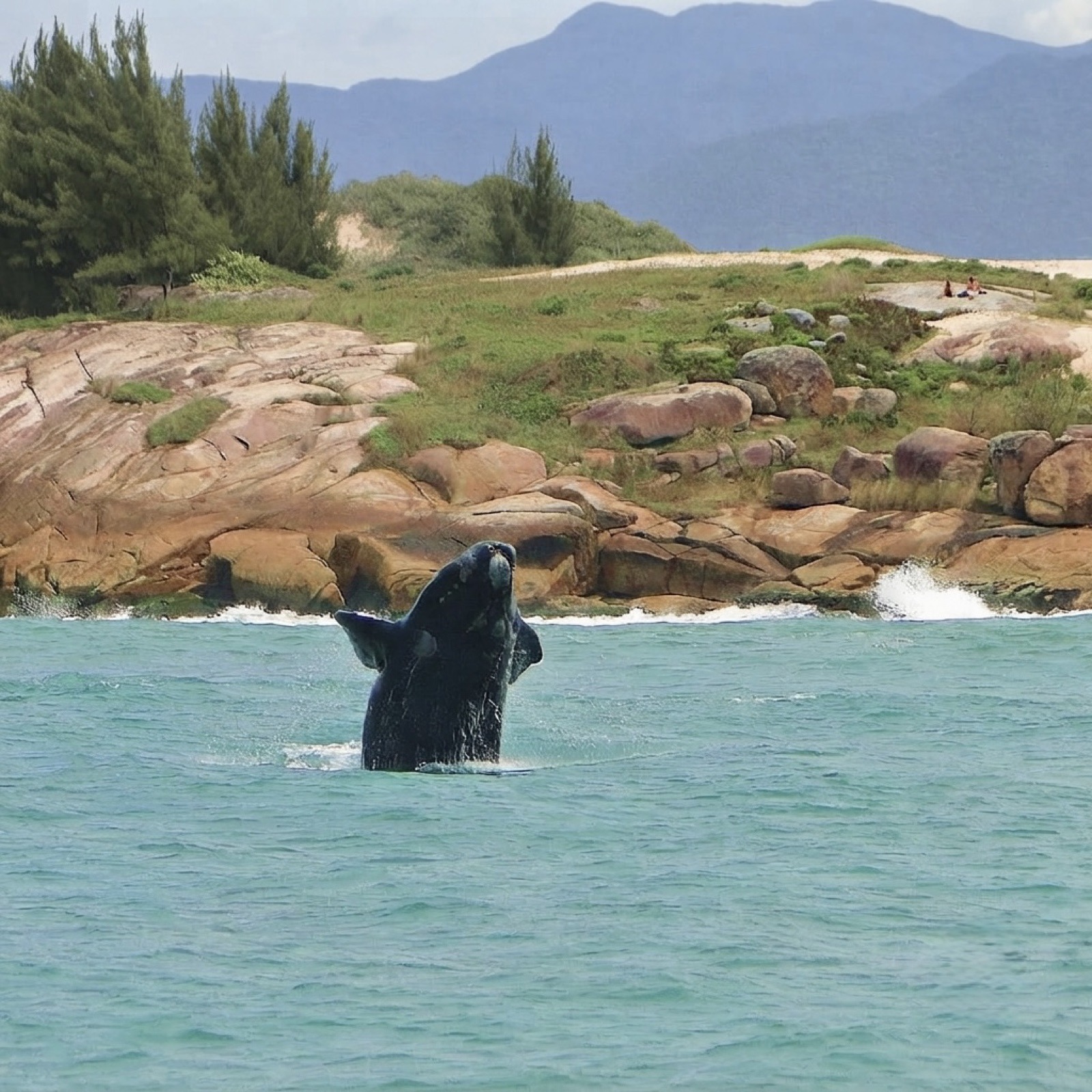 Baleia-franca vista do costão em Imbituba, no litoral sul de Santa Catarina