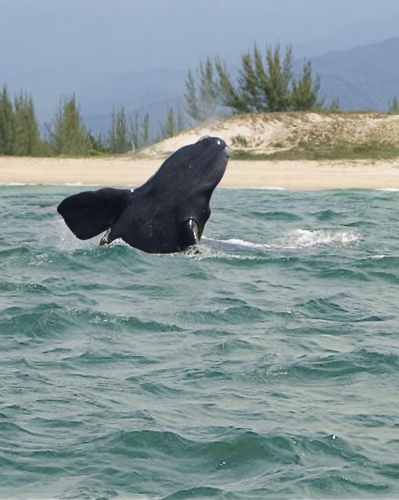 Baleia-franca saltando próxima à praia em Ibiraquera, Imbituba (SC)